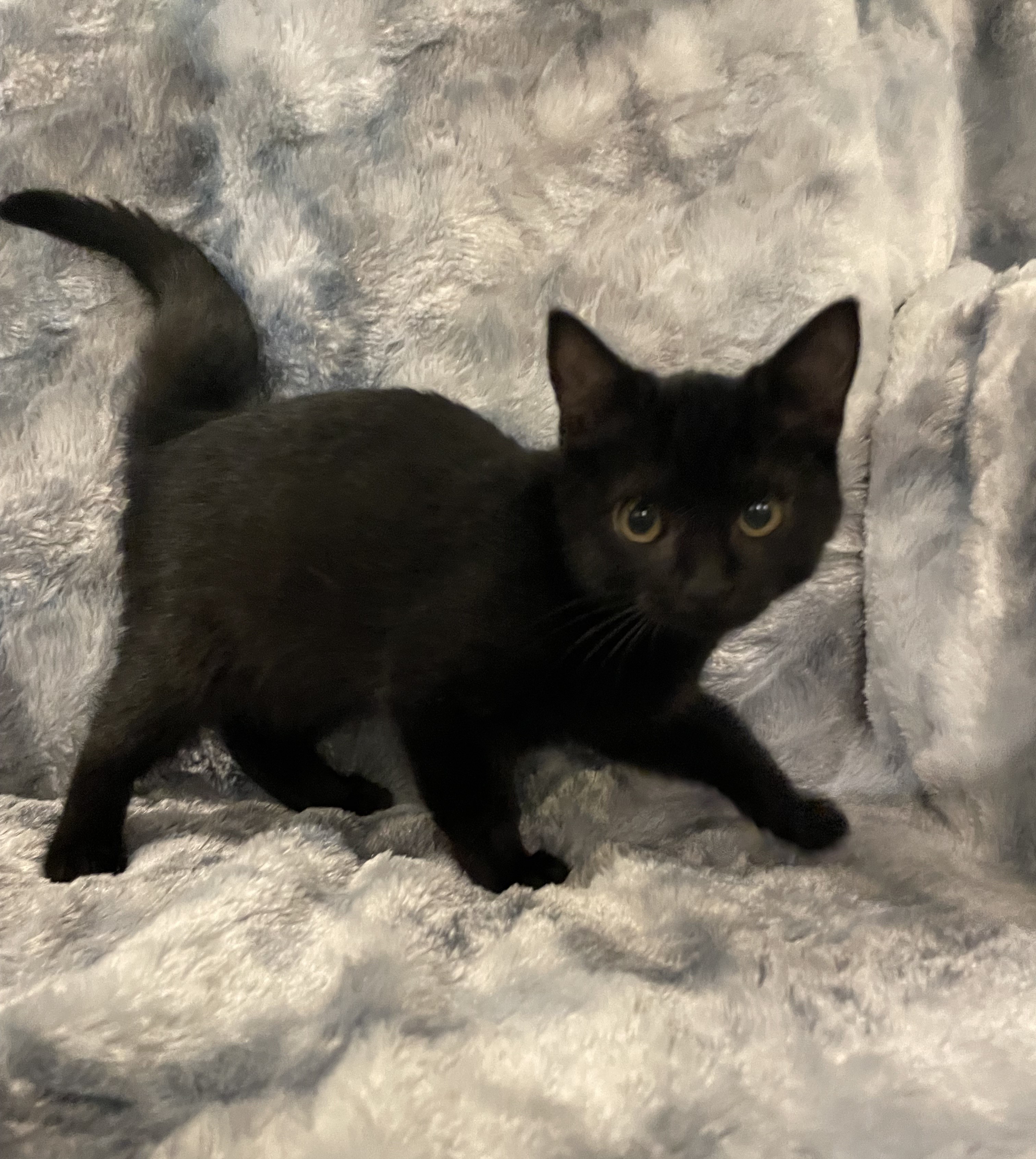 Cat for adoption Bubbles & SparklesBonded & Adoptable 10/4/24, a