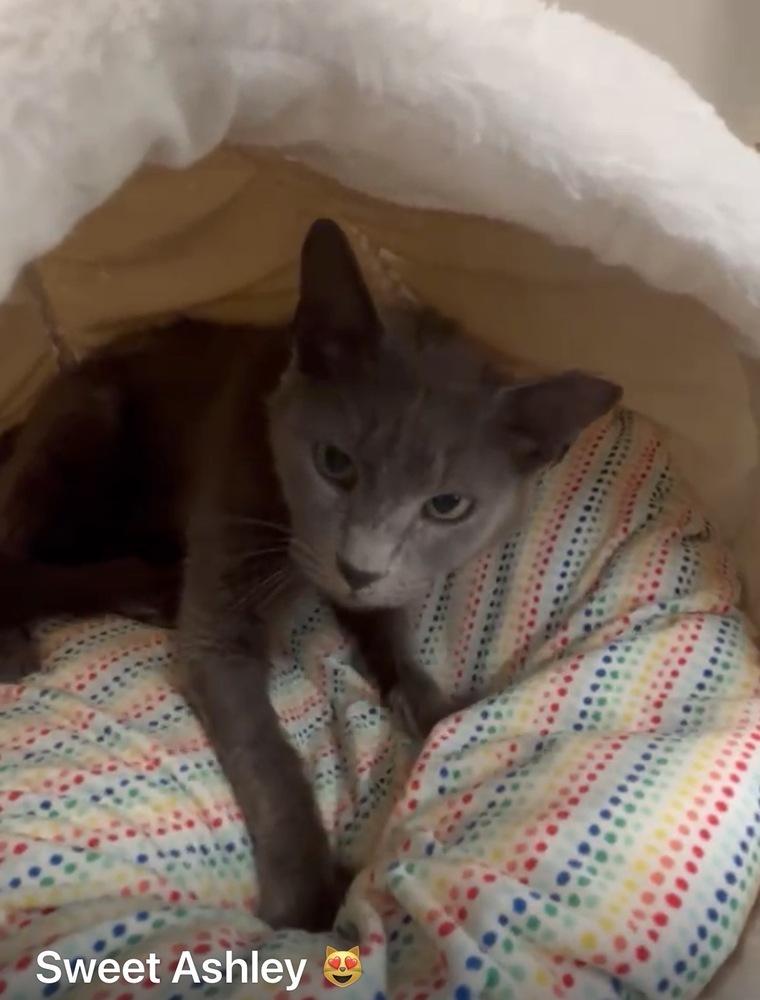 Ashley, Adoptable, Young Female Domestic Short Hair.