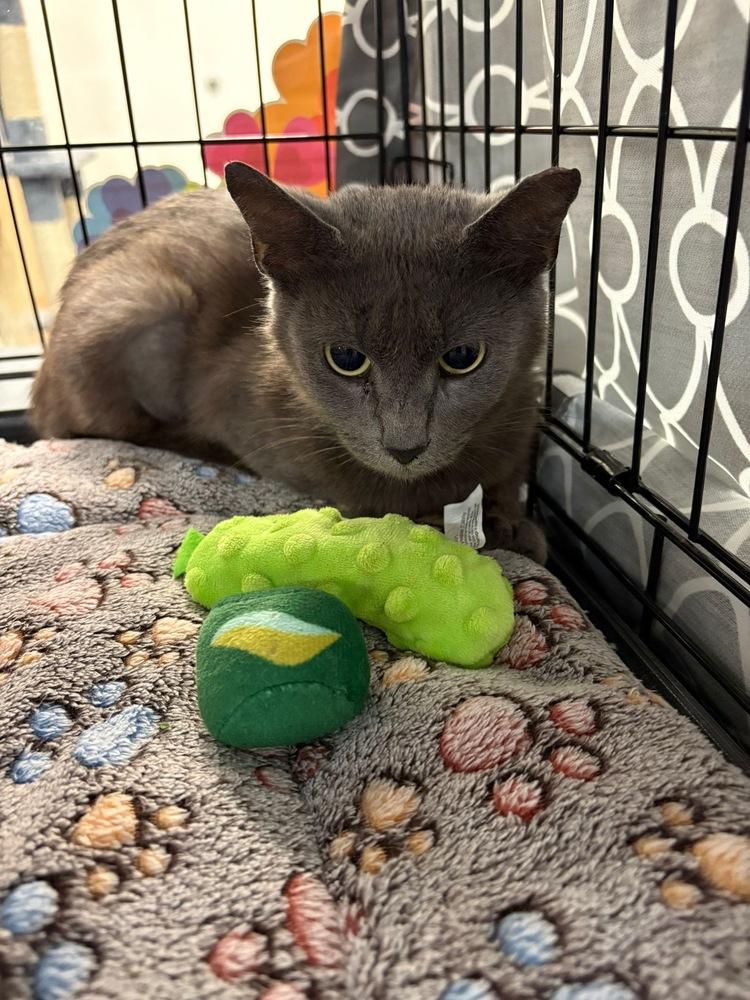 Enlarge Ashley, a Adoptable Domestic Short Hair in Orlando, FL image 2/4