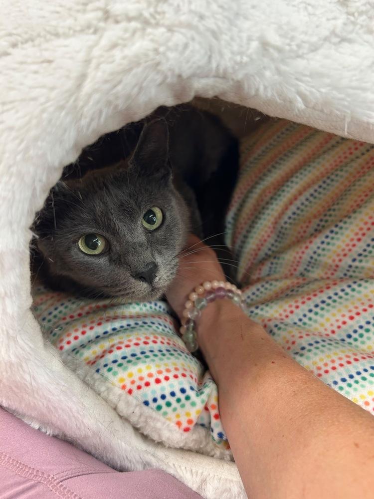 Enlarge Ashley, a Adoptable Domestic Short Hair in Orlando, FL image 3/4