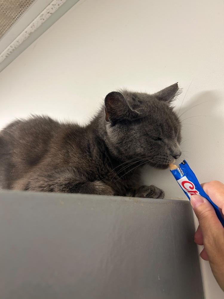 Enlarge Ashley, a Adoptable Domestic Short Hair in Orlando, FL image 4/4