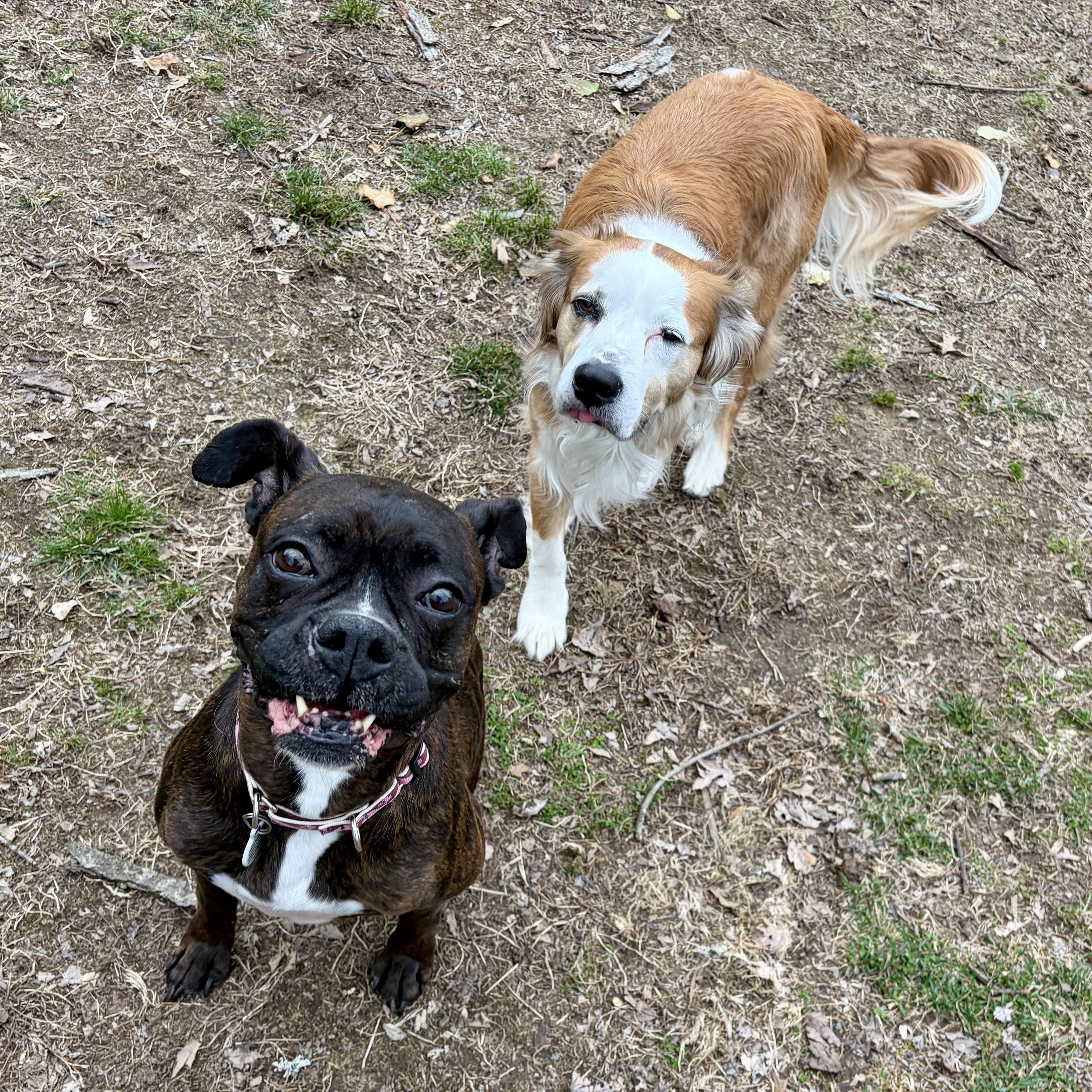 Enlarge Tootsie, an adoptable Boxer in Murphysboro, IL image 6/6