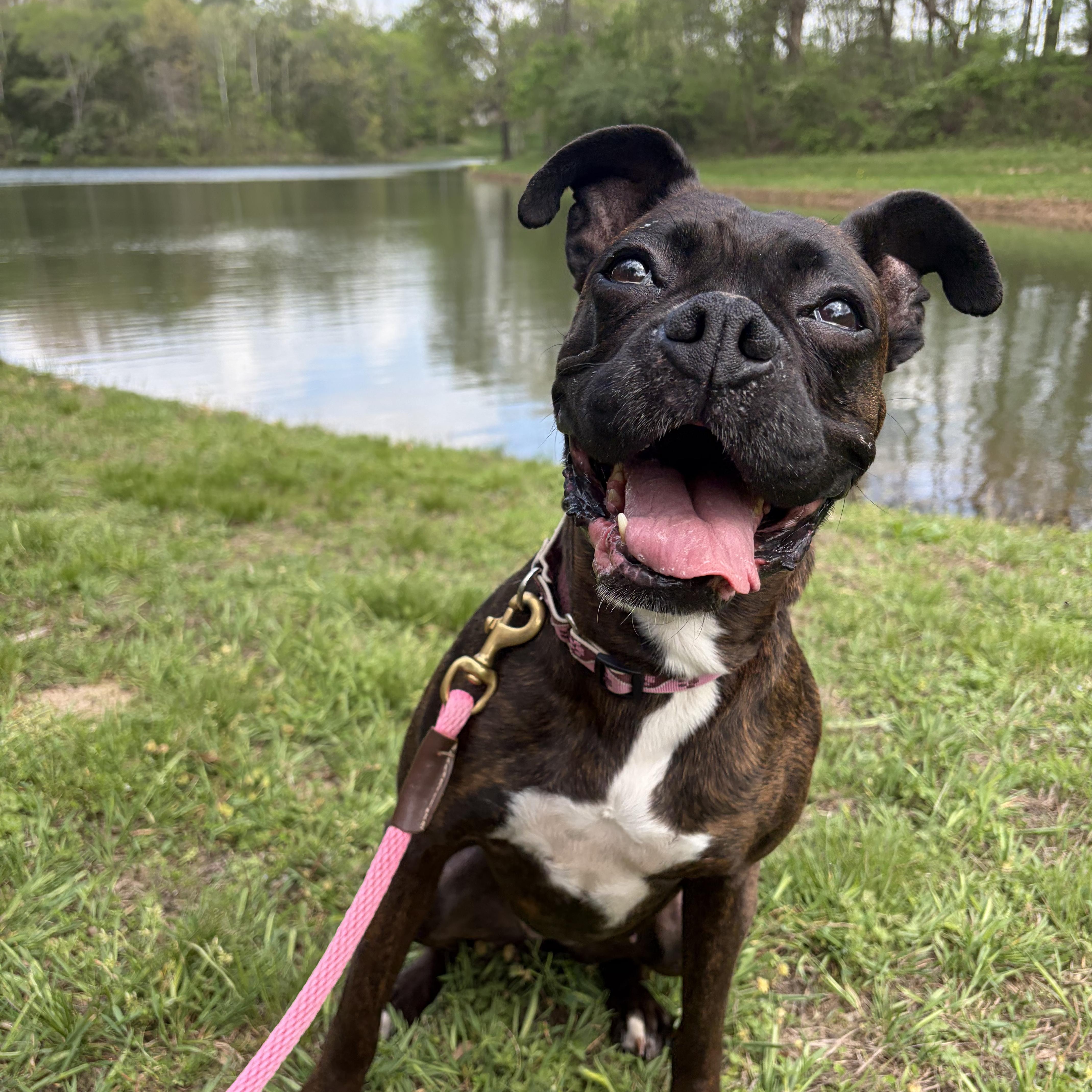 Enlarge Tootsie, an adoptable Boxer in Murphysboro, IL image 2/6
