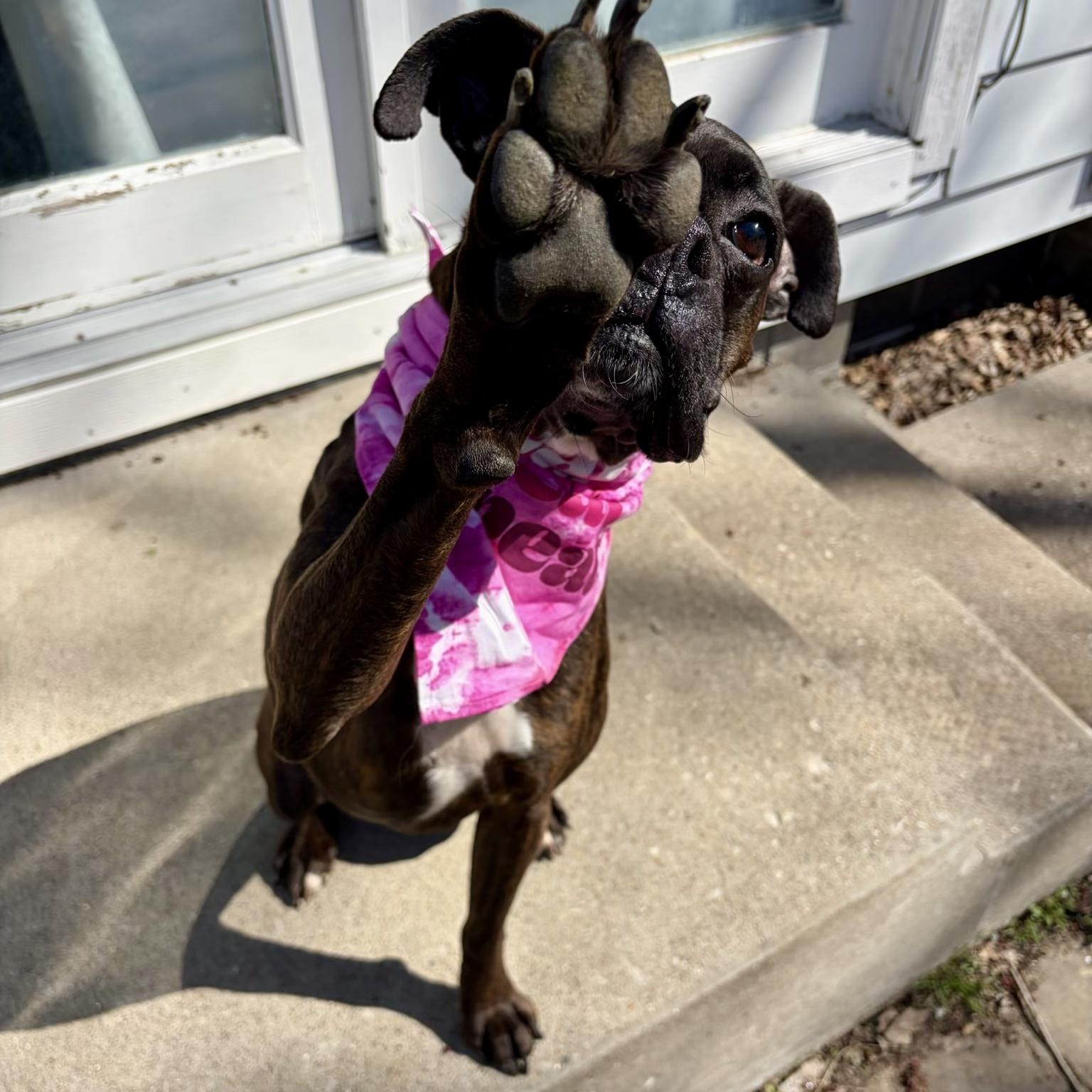 Enlarge Tootsie, an adoptable Boxer in Murphysboro, IL image 4/6