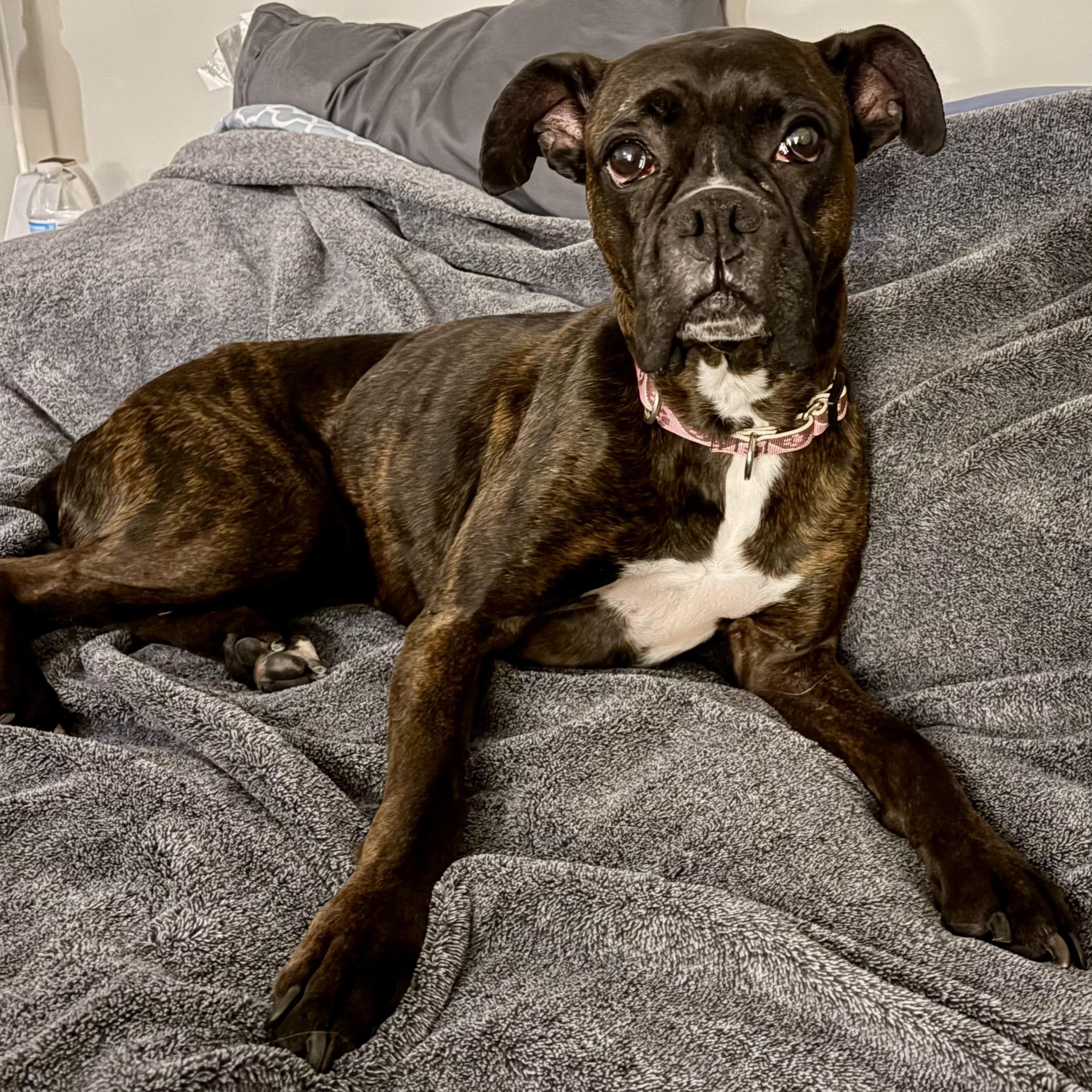 Enlarge Tootsie, an adoptable Boxer in Murphysboro, IL image 5/6