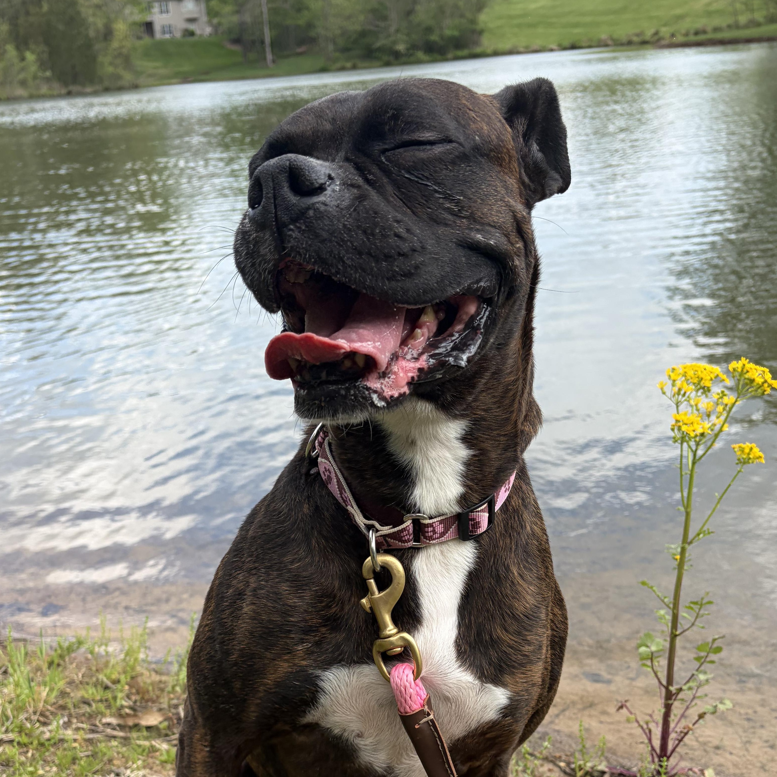 Enlarge Tootsie, an adoptable Boxer in Murphysboro, IL image 1/6