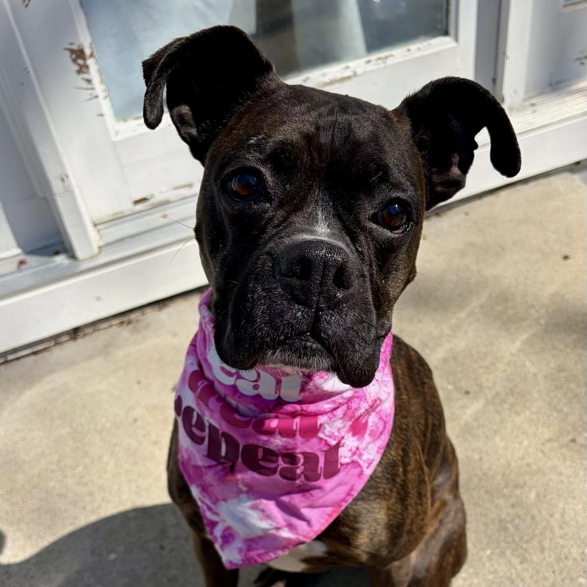 Enlarge Tootsie, an adoptable Boxer in Murphysboro, IL image 3/6