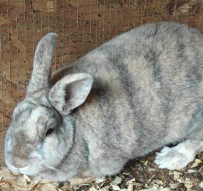 Cappuccino, Adopted, Adult Male Rex.