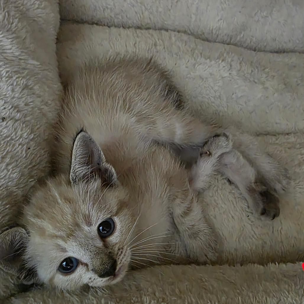 Enlarge Blondie, a Adoptable mixed breed in Bedford, NH image 1/3