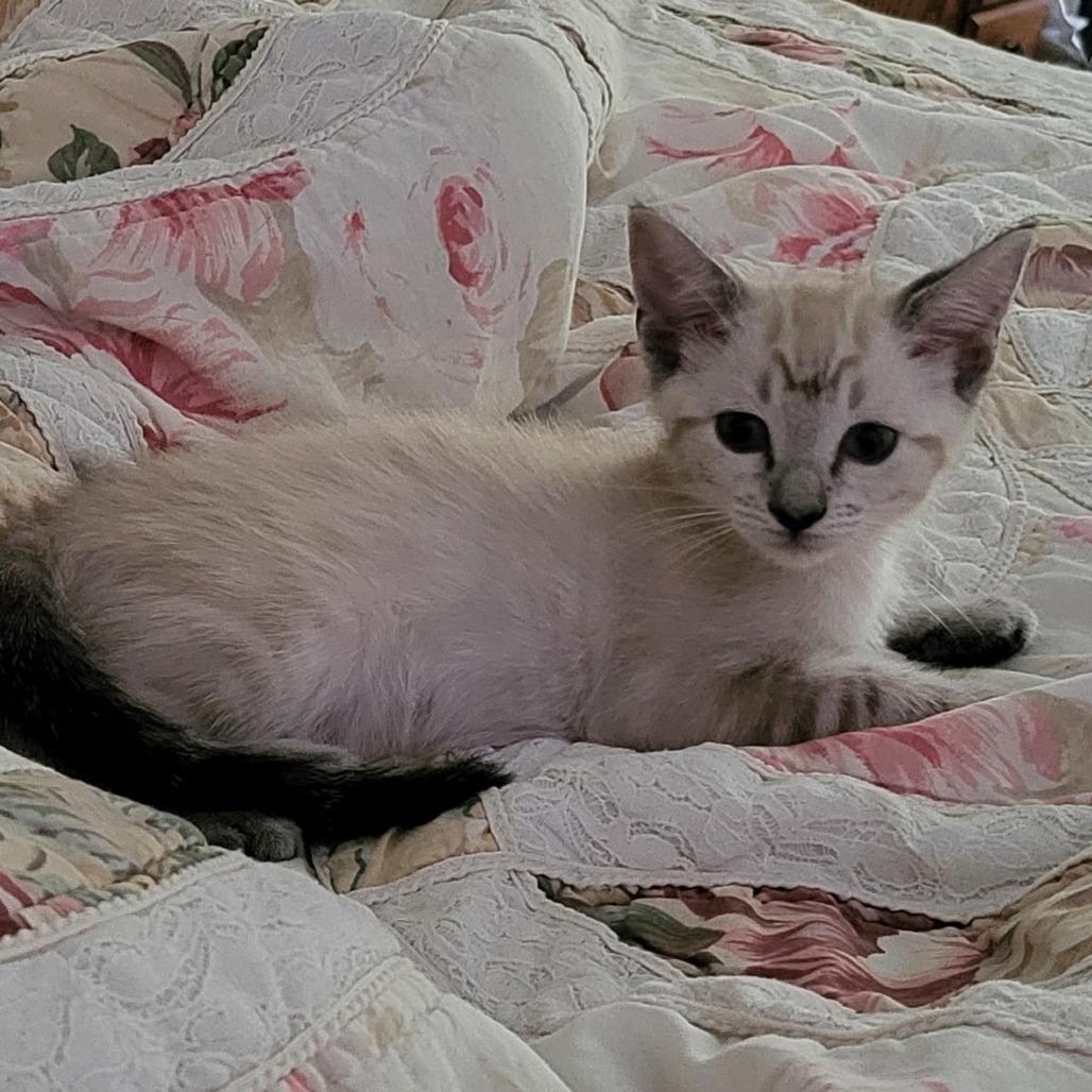 Enlarge Blondie, a Adoptable mixed breed in Bedford, NH image 2/3