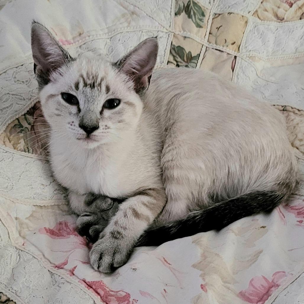 Enlarge Blondie, a Adoptable mixed breed in Bedford, NH image 3/3