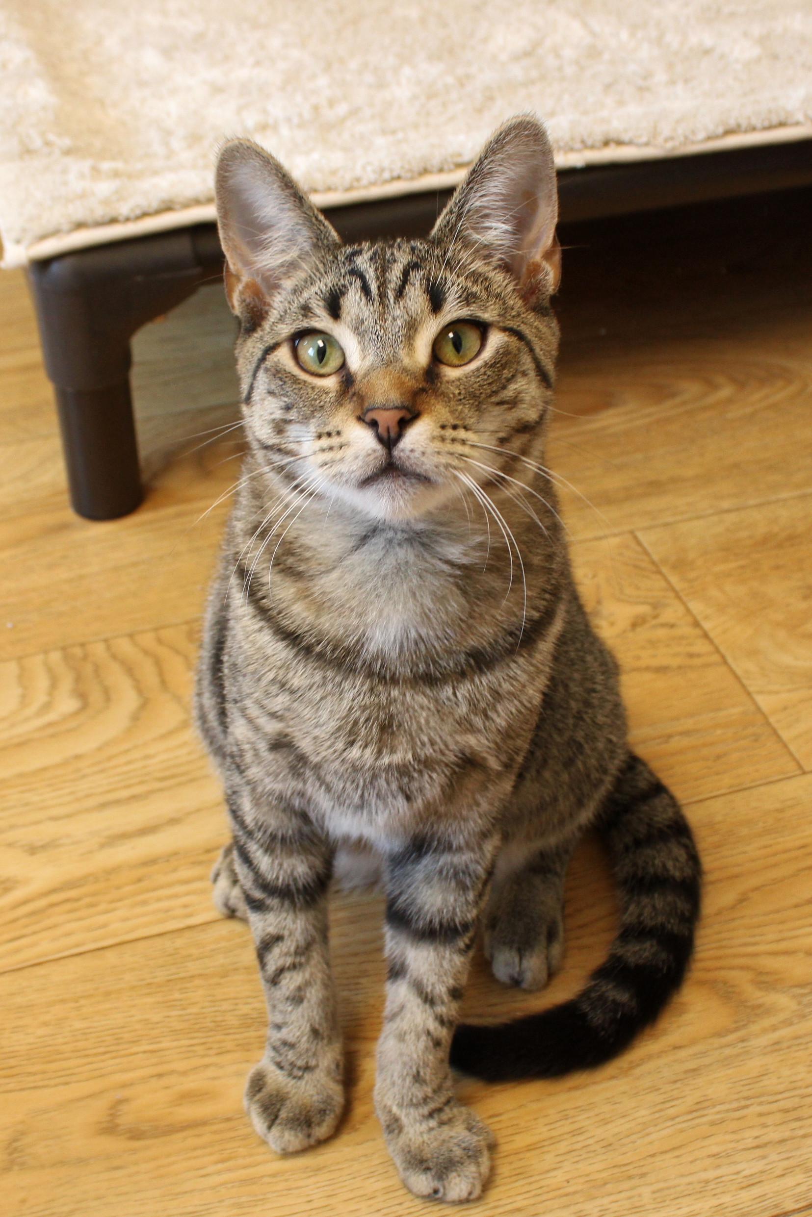Simon, Adoptable, Young Male American Shorthair.