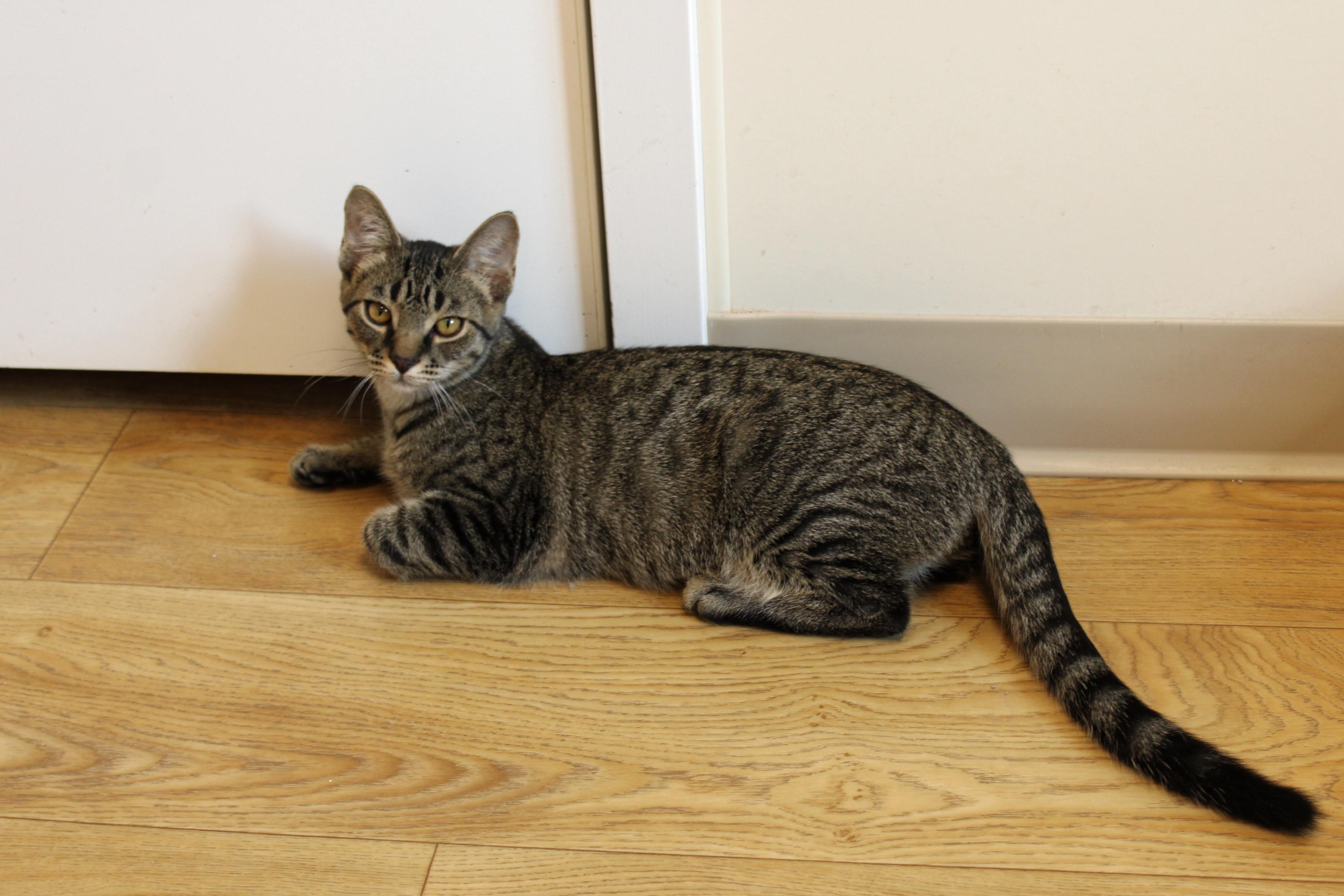 Simon, a Adoptable American Shorthair in Urbana, OH image 3/6