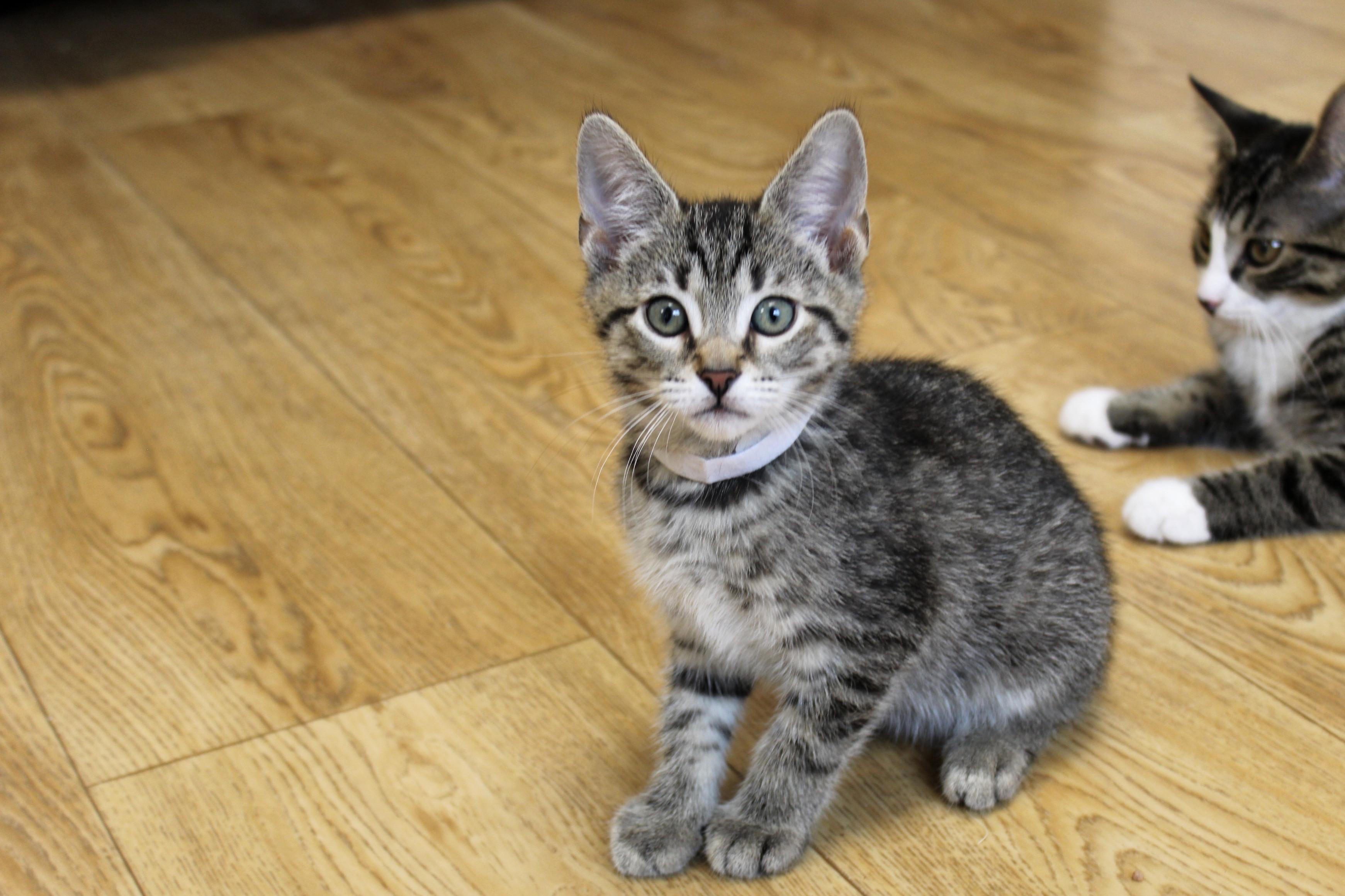 Simon, a Adoptable American Shorthair in Urbana, OH image 5/6