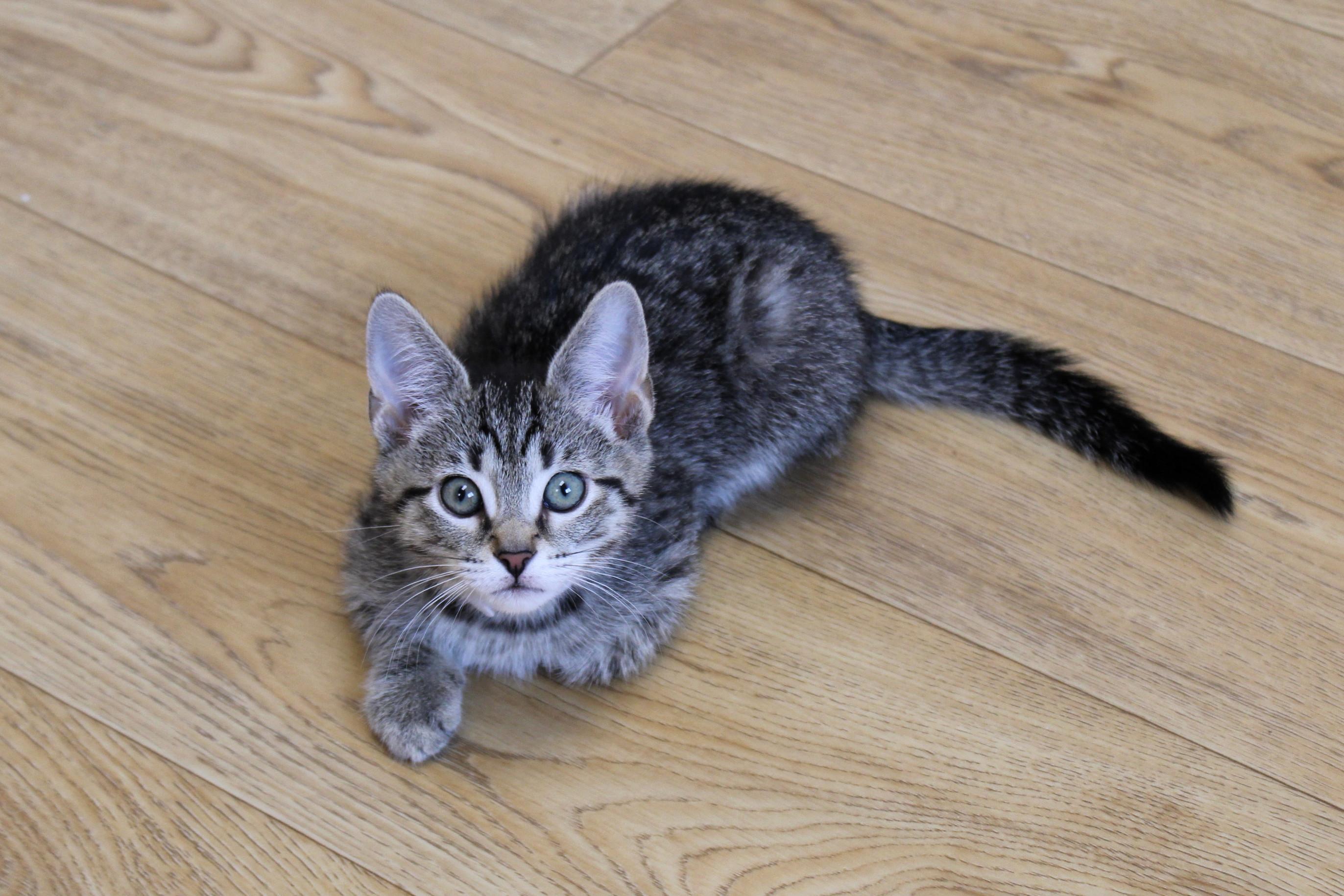 Simon photo 6