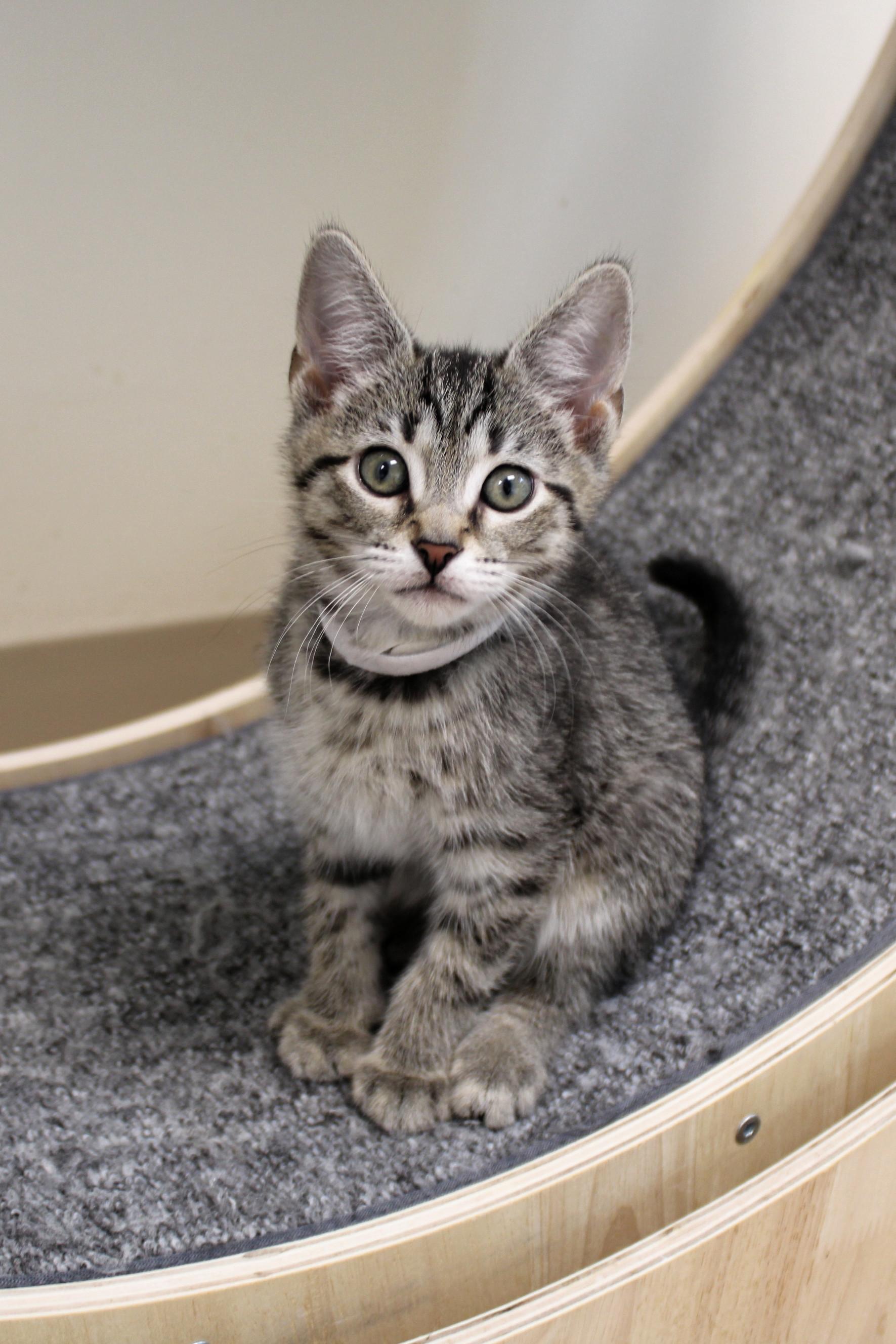 Simon, a Adoptable American Shorthair in Urbana, OH image 4/6