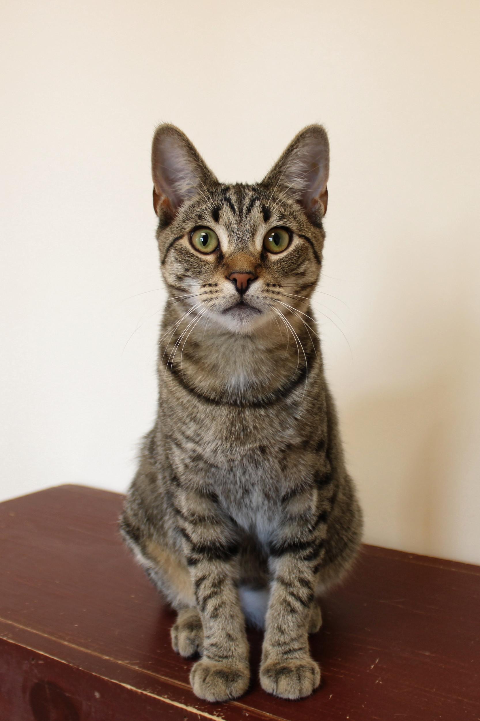 Simon, Adoptable, Young Male American Shorthair.