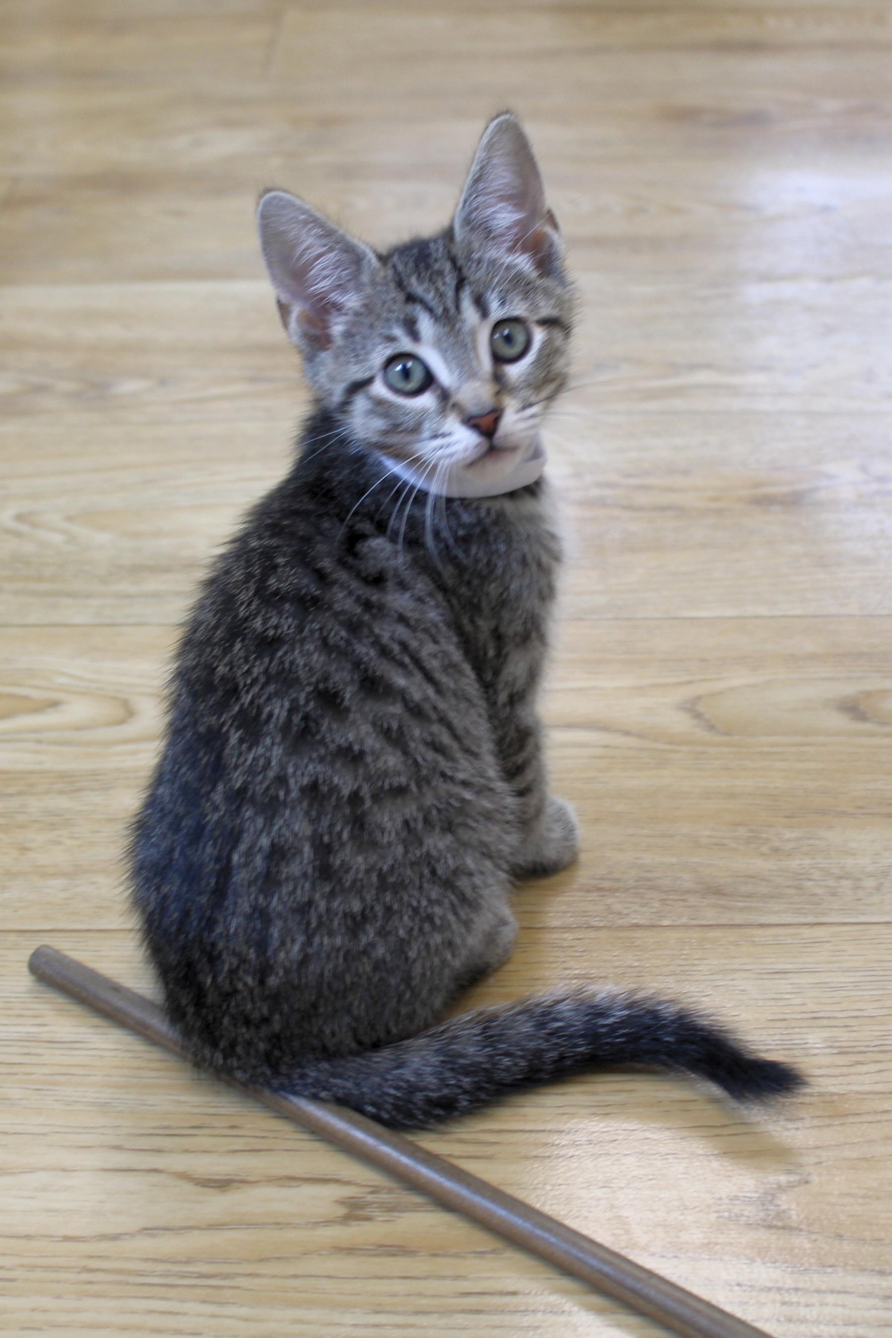 Simon