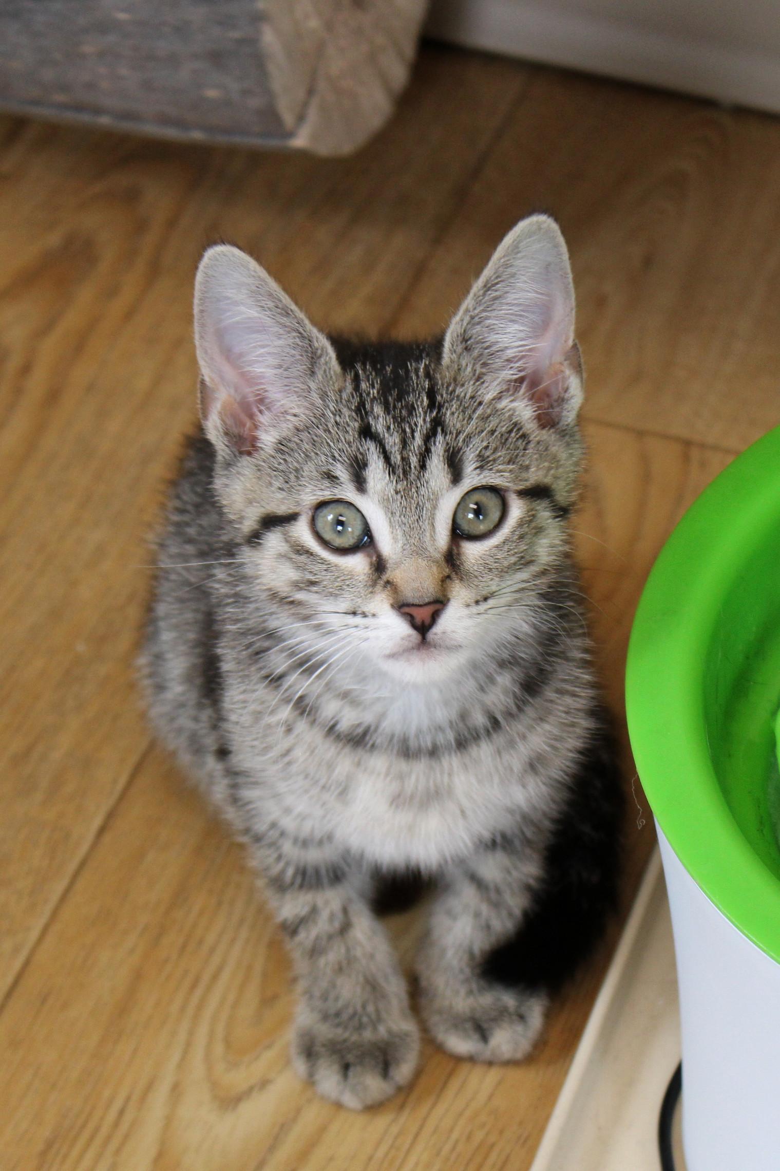 Simon, a Adoptable American Shorthair in Urbana, OH image 6/6