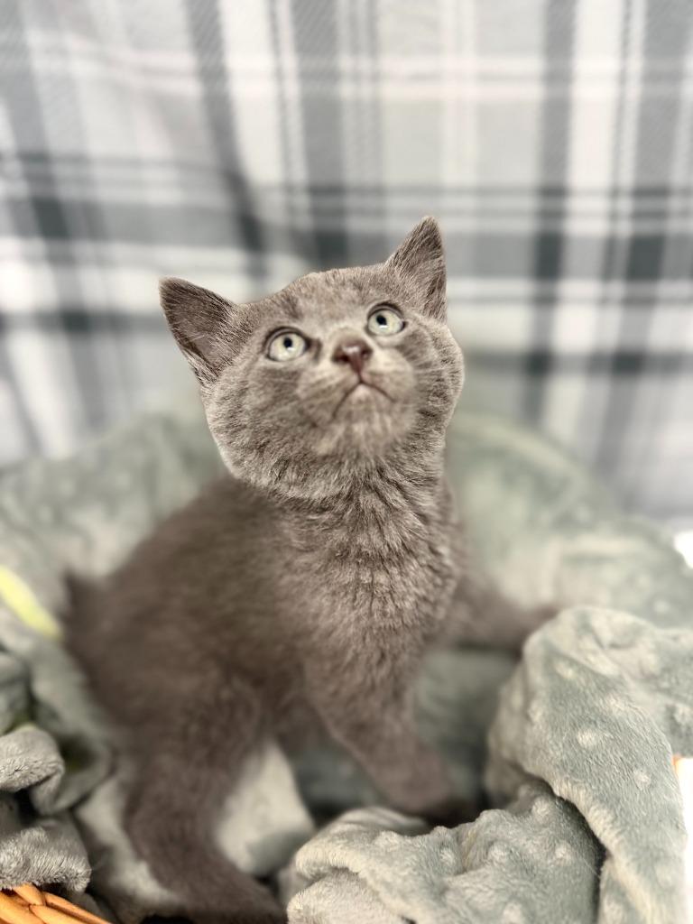 PUMBA, Adoptable, Kitten Male Domestic Short Hair.