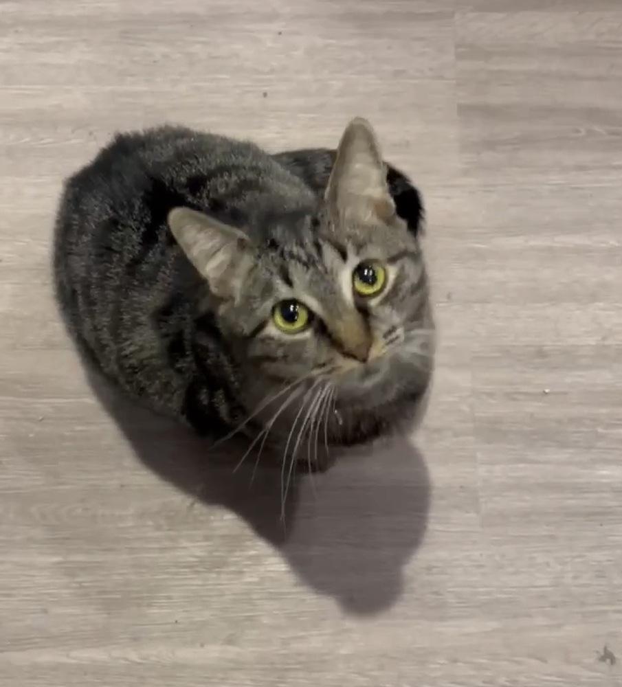 Eaton, Adoptable, Kitten Female Domestic Short Hair & Tabby.