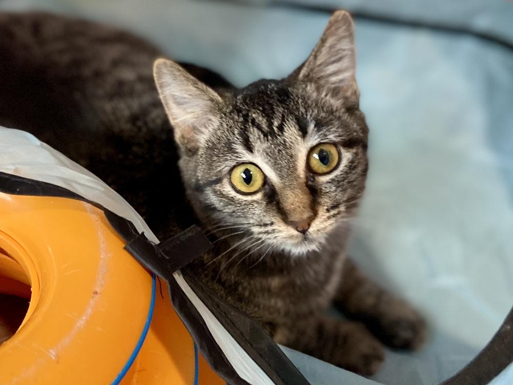 Enlarge Eaton, a Adoptable mixed breed in New Cumberland, WV image 2/6