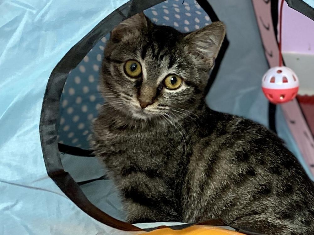 Enlarge Eaton, a Adoptable mixed breed in New Cumberland, WV image 3/6