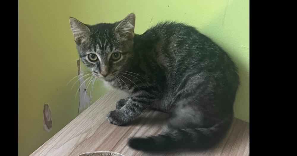 Enlarge Eaton, a Adoptable mixed breed in New Cumberland, WV image 4/6