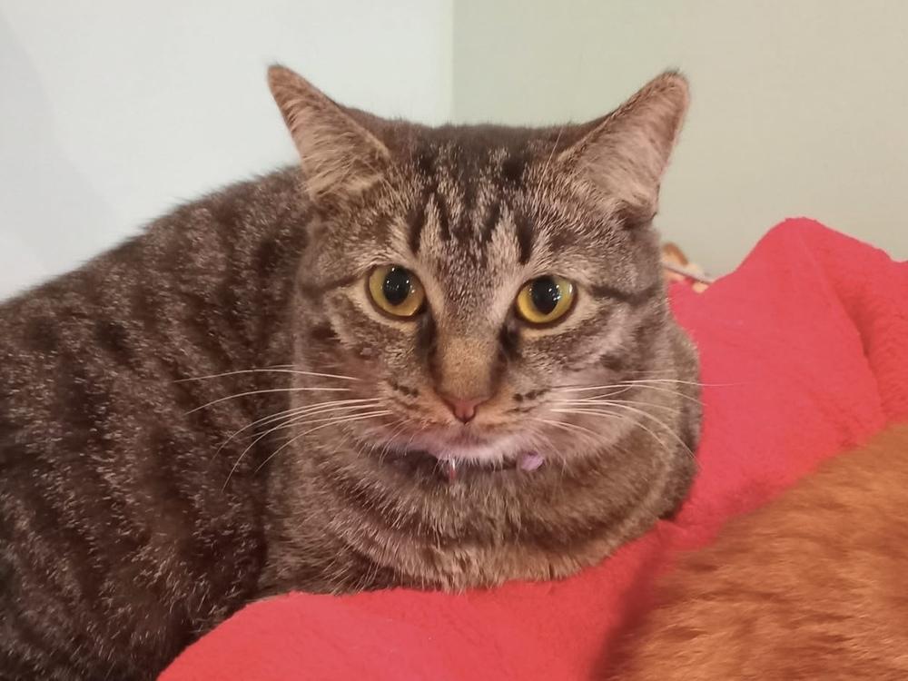 Enlarge Eaton, a Adoptable mixed breed in New Cumberland, WV image 6/6