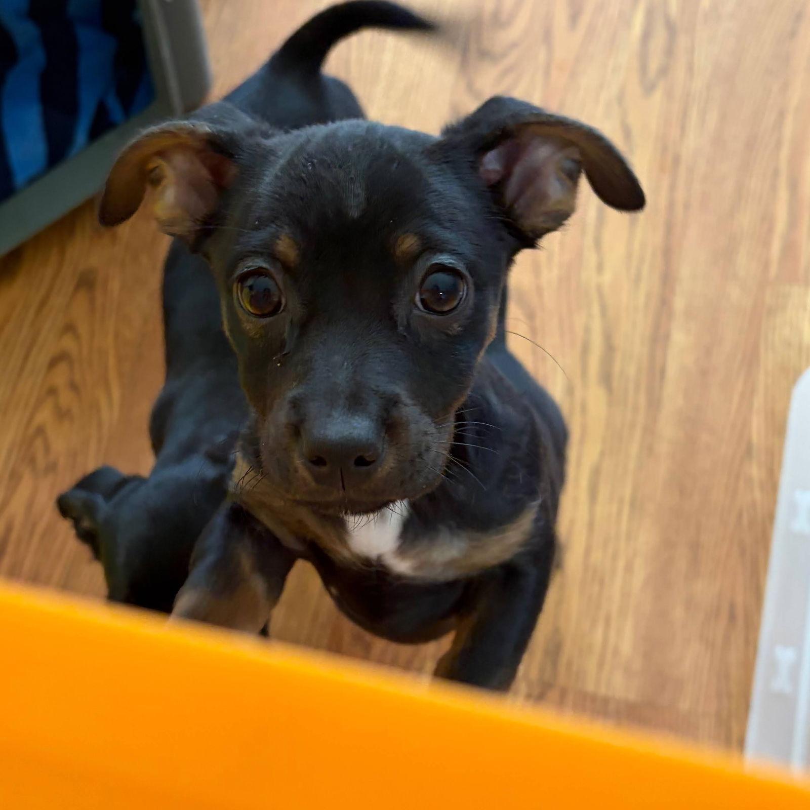 Enlarge Dash, a Adopted mixed breed in Sunnyvale, CA image 1/1