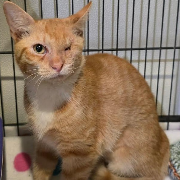 Azul Berry, adoptable, Young Female Domestic Short Hair.
