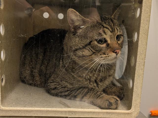 Enlarge BARN CAT PEPPER, a Adoptable Domestic Short Hair in Kent, WA image 1/1