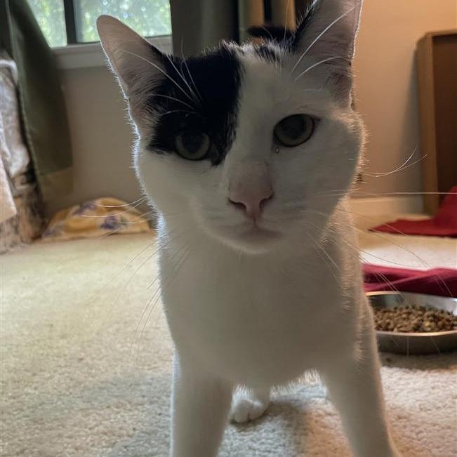 Patch (bonded with Poncho), Adoptable, Young Male Domestic Short Hair.