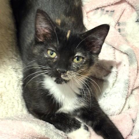 Enlarge Memee, a ADOPTABLE mixed breed in Long Beach, WA image 1/5