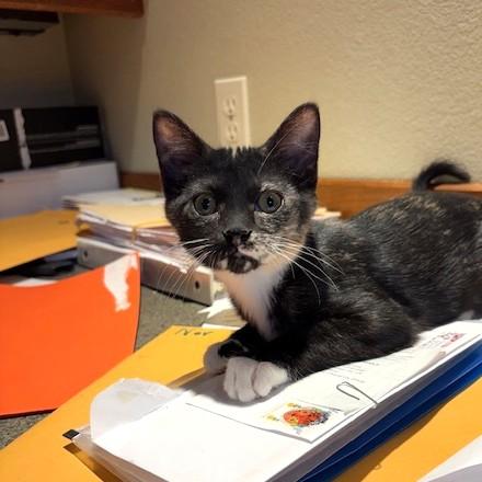 Enlarge Memee, a ADOPTABLE mixed breed in Long Beach, WA image 2/5