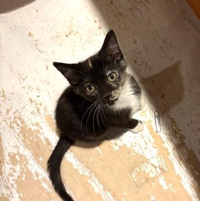 Enlarge Memee, a ADOPTABLE mixed breed in Long Beach, WA image 3/5