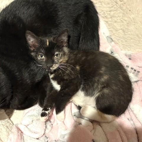 Enlarge Memee, a ADOPTABLE mixed breed in Long Beach, WA image 5/5