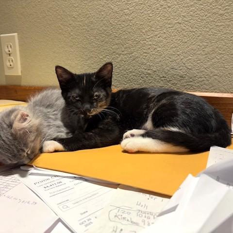 Enlarge Memee, a ADOPTABLE mixed breed in Long Beach, WA image 4/5