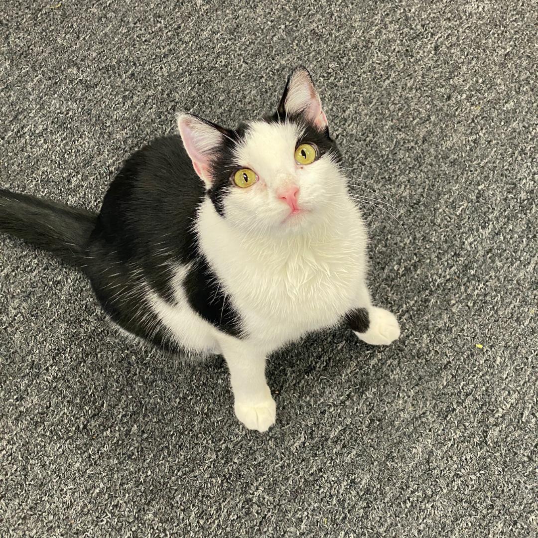 Enlarge Butterfly, a Adoptable Domestic Short Hair in Morgan Hill, CA image 6/6