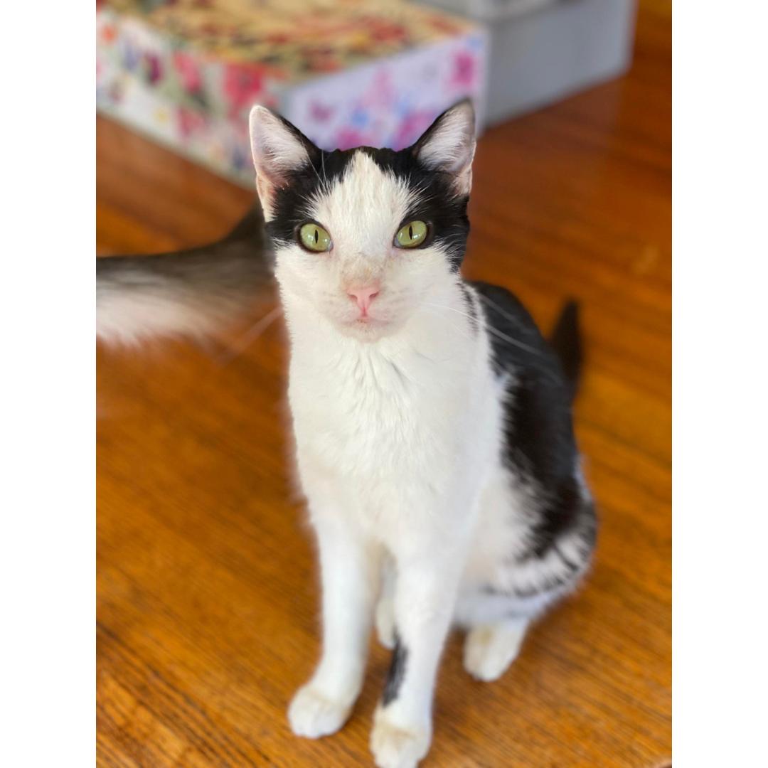 Enlarge Butterfly, a Adoptable Domestic Short Hair in Morgan Hill, CA image 4/6