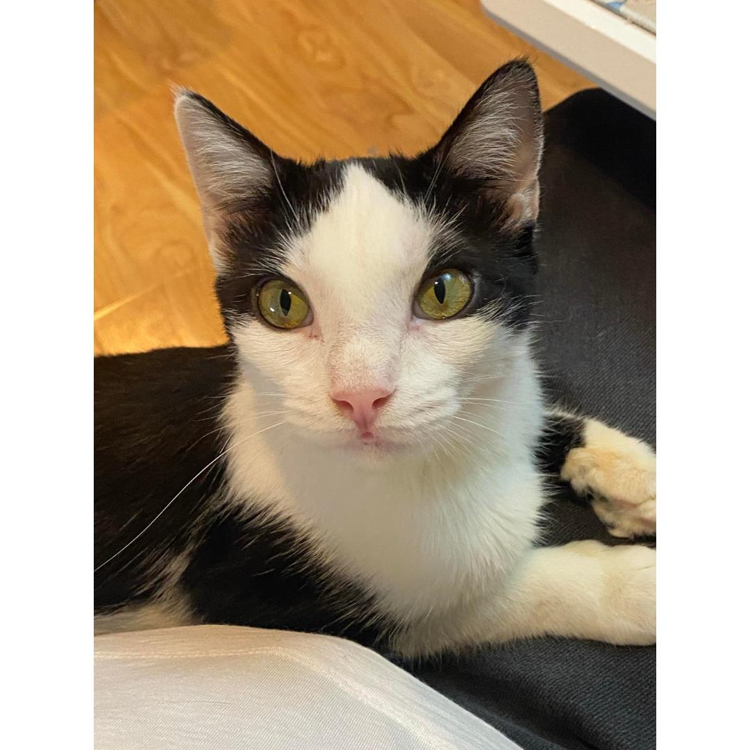 Enlarge Butterfly, a Adoptable Domestic Short Hair in Morgan Hill, CA image 2/6