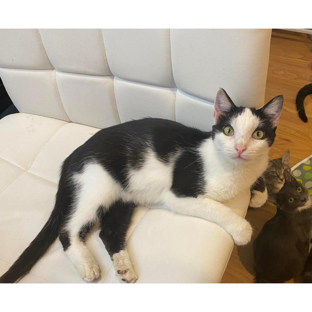 Enlarge Butterfly, a Adoptable Domestic Short Hair in Morgan Hill, CA image 3/6