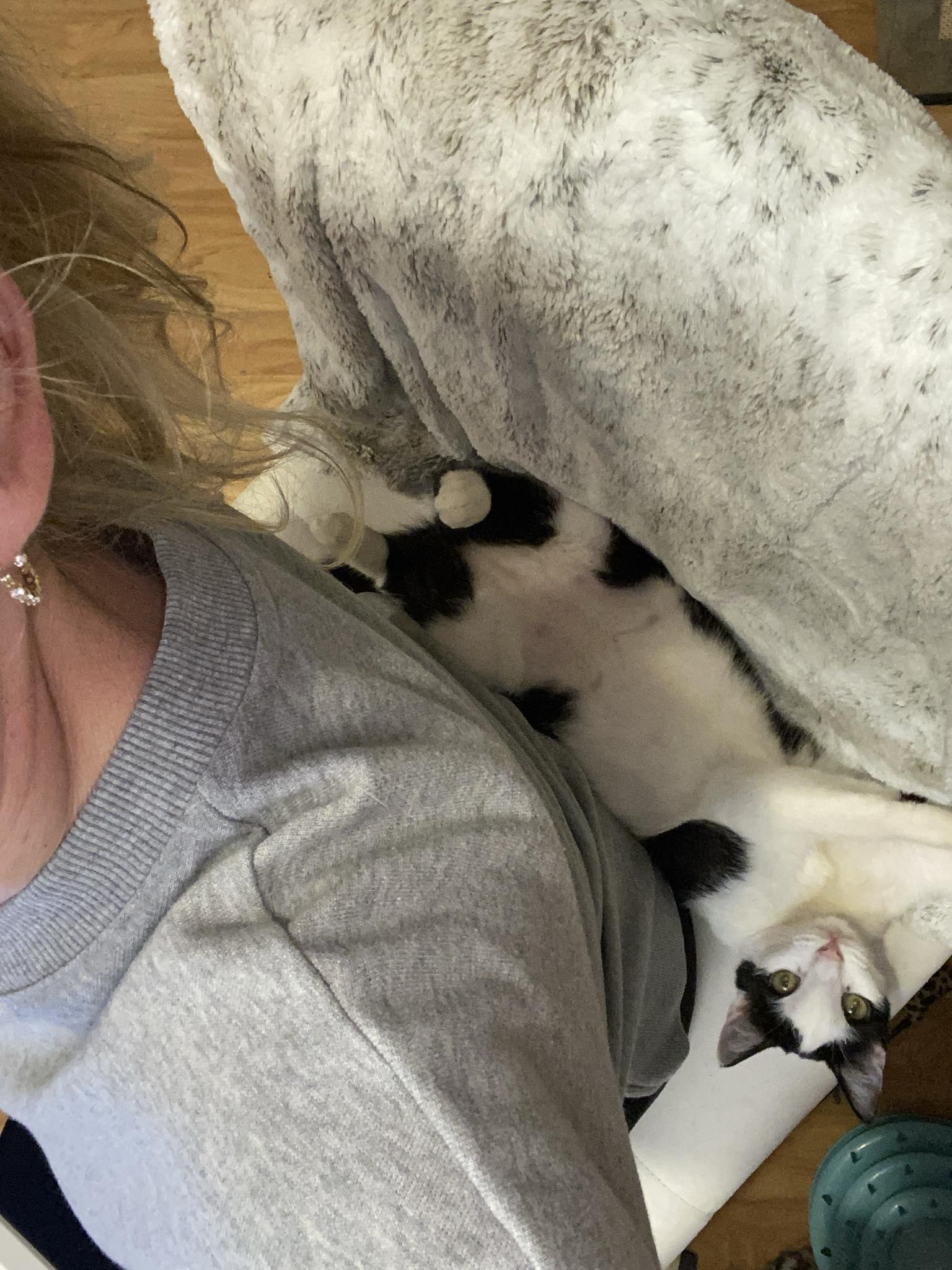 Enlarge Butterfly, a Adoptable Domestic Short Hair in Morgan Hill, CA image 5/6