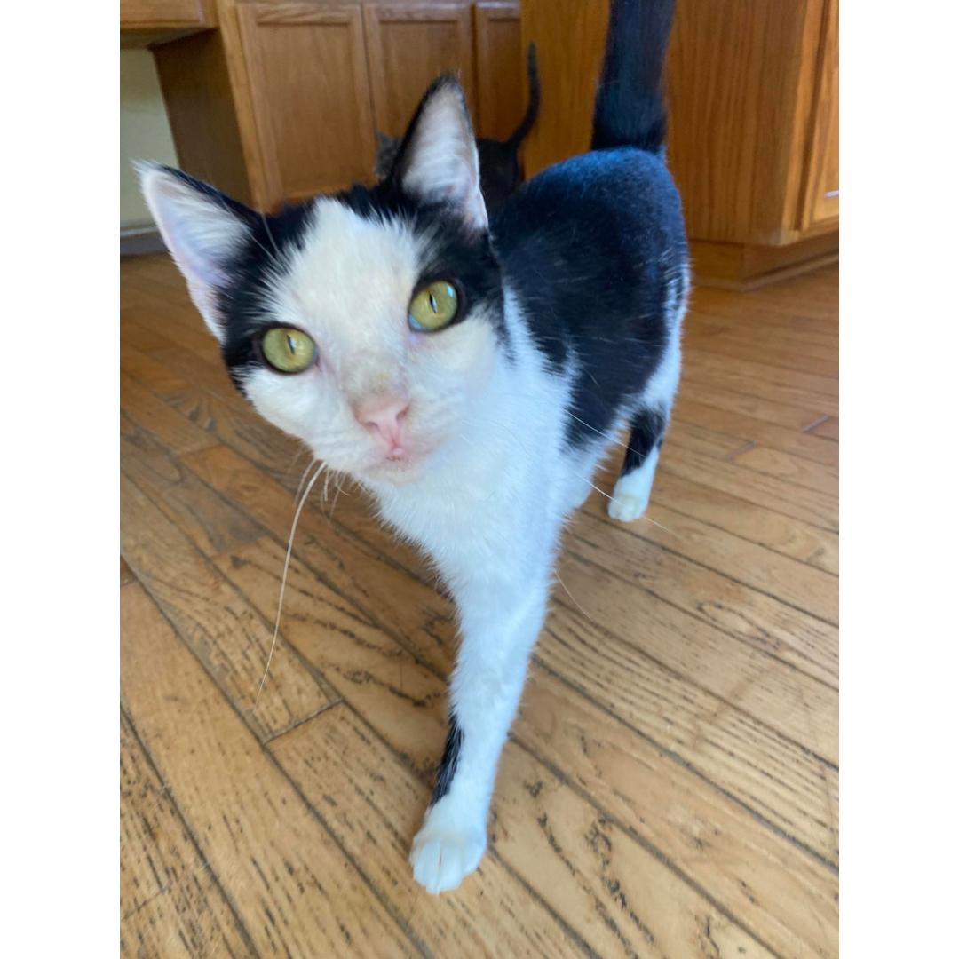 Enlarge Butterfly, a Adoptable Domestic Short Hair in Morgan Hill, CA image 1/6