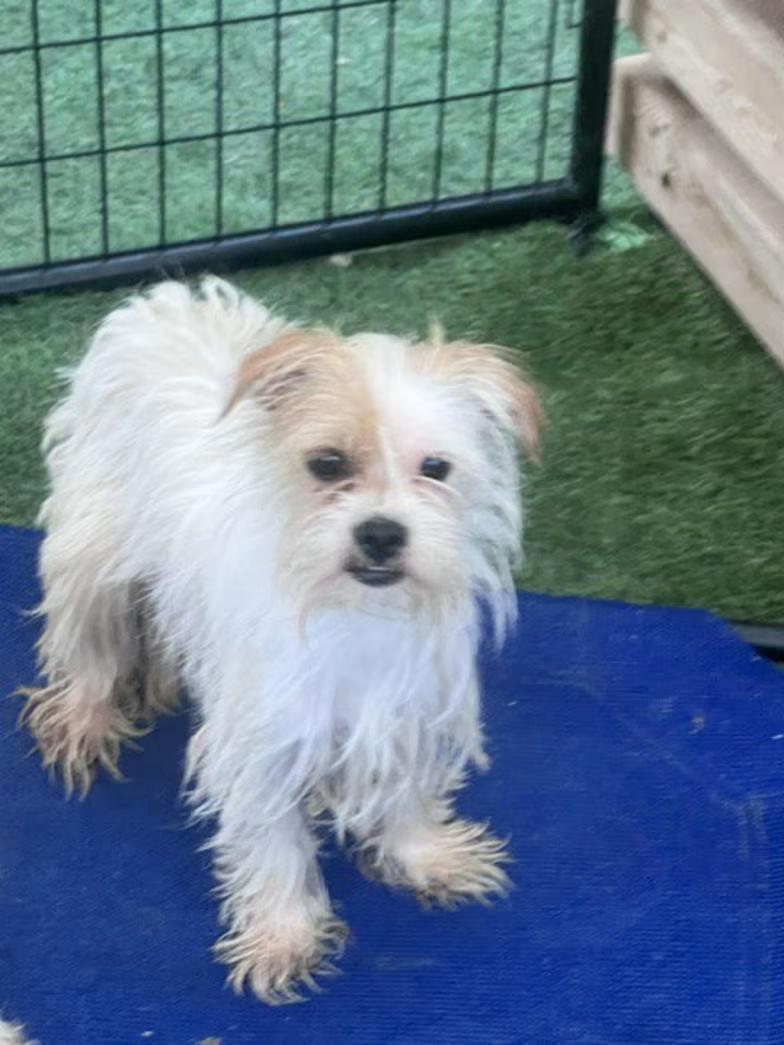 Enlarge Angelica, a Adoptable mixed breed in Northlake, IL image 1/2