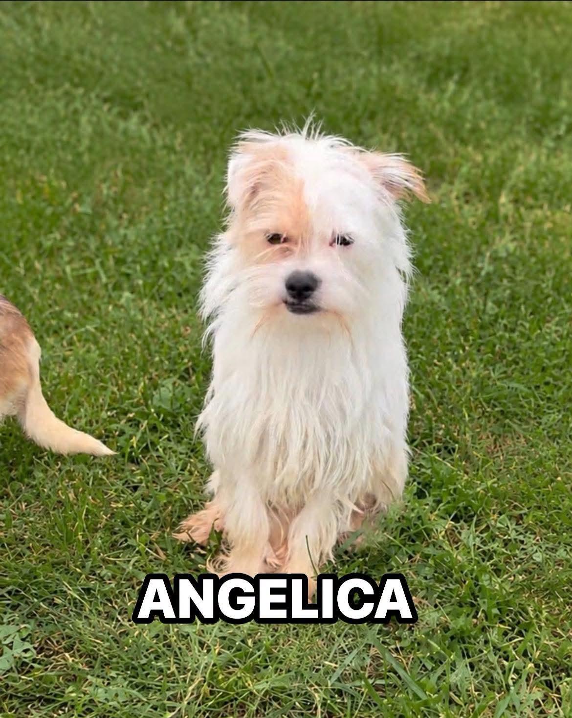 Enlarge Angelica, a Adoptable mixed breed in Northlake, IL image 2/2