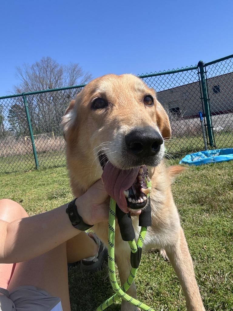 Enlarge Cowboy, a Adoptable mixed breed in Little Rock, AR image 1/4