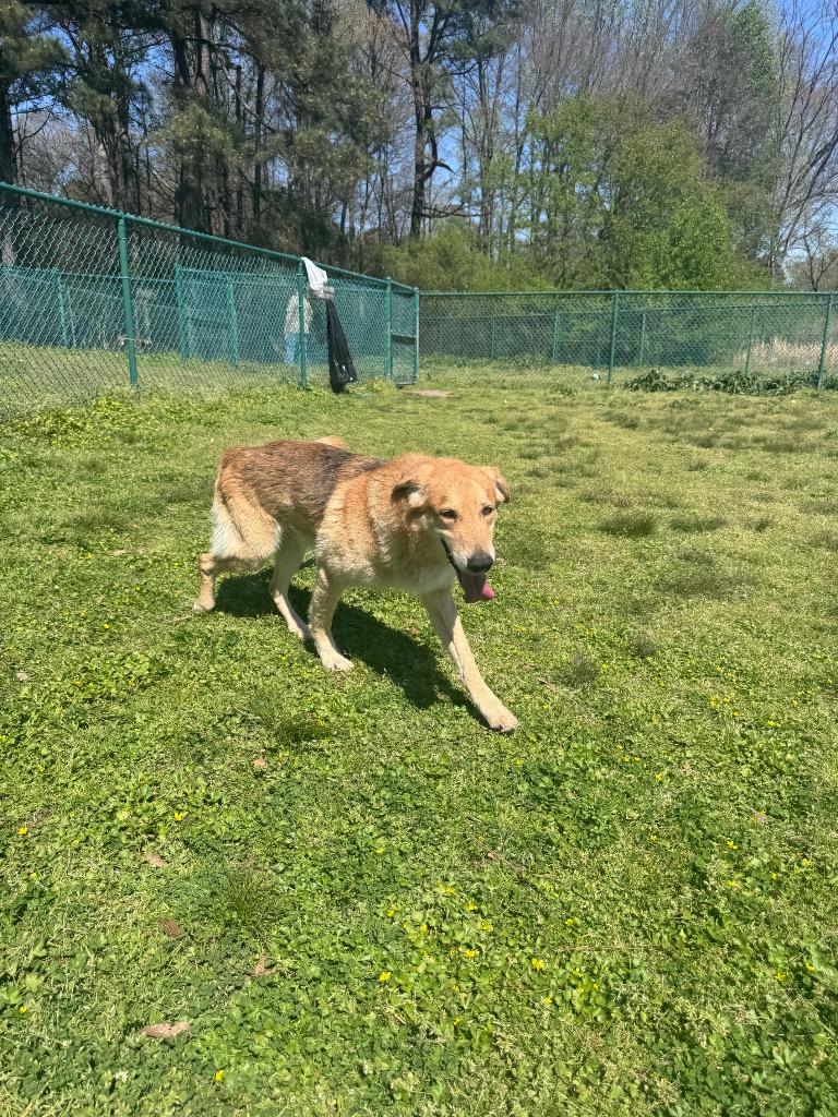 Enlarge Cowboy, a Adoptable mixed breed in Little Rock, AR image 2/4