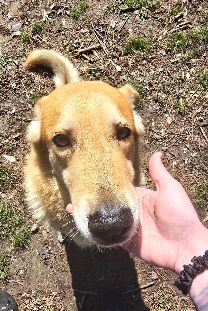 Enlarge Cowboy, a Adoptable mixed breed in Little Rock, AR image 3/4