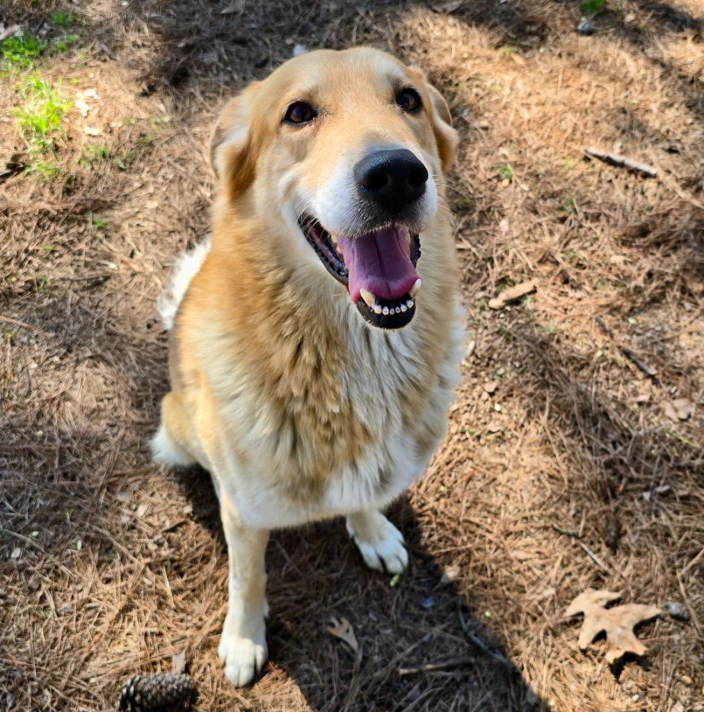 Enlarge Cowboy, a Adoptable mixed breed in Little Rock, AR image 4/4